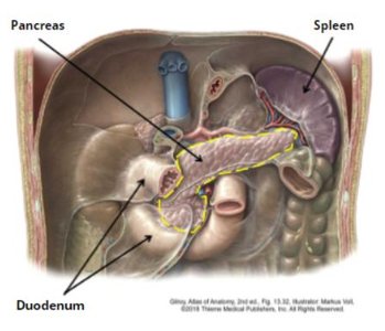 Histological image of pancreas showing endocrine and exocrine cells