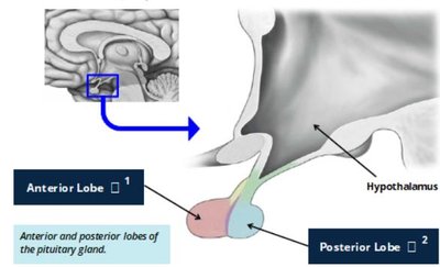Anterior and posterior lobes of the pituitary gland