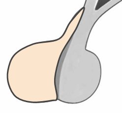 Anterior lobe of pituitary gland