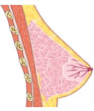 Mammary gland (target of prolactin)