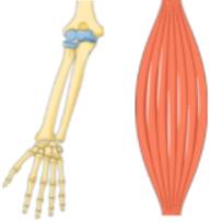 Skeletal and muscular system (target of GH)