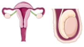 Gonads (target of FSH and LH)