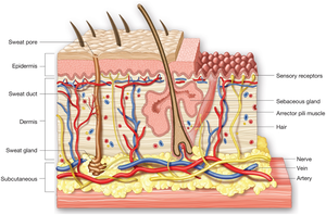 Diagram of skin structure showing epidermis, dermis, subcutaneous layer, and accessory organs