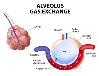 Diffusion at alveolar-capillary membrane