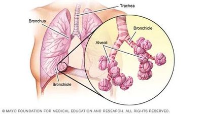 Alveoli and gas exchange