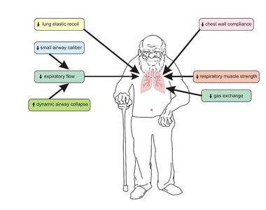 Respiratory changes in older adults