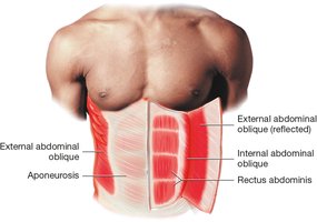 Muscles of the abdomen