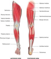 Muscles of the lower extremity