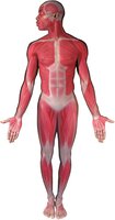 Muscular system overview