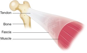 Tendon attachment to bone