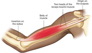 Origin and insertion of biceps brachii