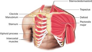 Muscles of the shoulders and chest
