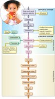 Flow chart of digestion in the GI system
