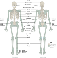 Axial and appendicular skeleton diagram