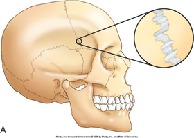 Fibrous joint (suture) example