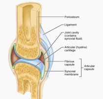 Structure of a synovial joint