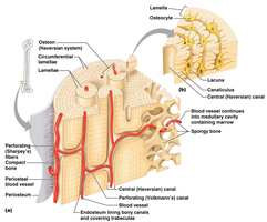 Microscopic structure of bone: osteons and lamellae