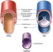 Comparative structure of arteries, capillaries, and veins