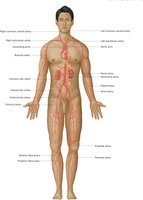 Major arteries of the body