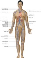 Major veins of the body