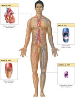 Cardiovascular system illustrated in human body