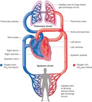 Schematic of circulatory system showing pulmonary and systemic circuits
