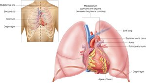 Location of the heart within the mediastinum