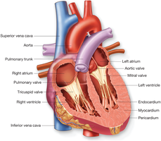 Internal view of heart showing chambers, layers, and major vessels