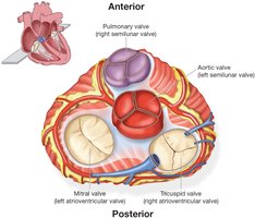 Superior view of heart valves