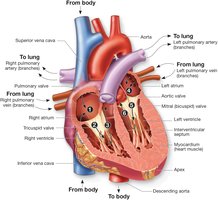 Path of blood flow through heart chambers