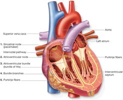 Conduction system of the heart