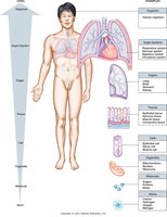 Levels of organization in the human body