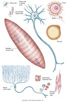 Variety of human cell types