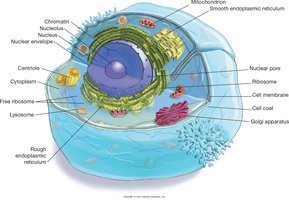 Major parts of a cell