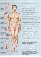 Organ systems of the body with major functions