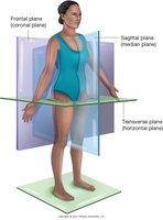 Standard anatomical position and planes of the body