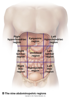Nine regions of the abdominopelvic cavity