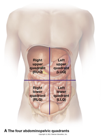 Four quadrants of the abdominopelvic cavity
