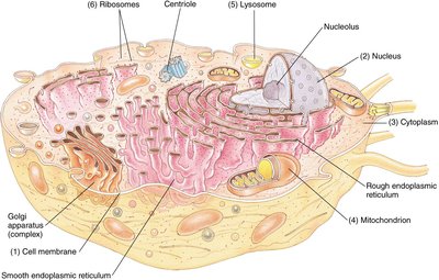 Labeled diagram of a cell with organelles