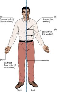 Diagram of directional terms: medial, lateral, proximal, distal