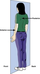 Diagram of frontal plane with anterior and posterior directions