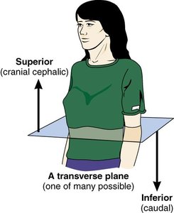 Diagram of transverse plane with superior and inferior directions