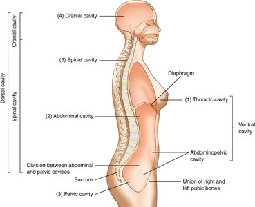 Diagram of body cavities