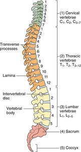 Diagram of vertebral column divisions