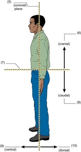 Diagram of directional terms: anterior, posterior, cranial, caudal, ventral, dorsal