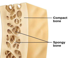 Compact and spongy bone cross-section