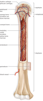Long bone anatomy diagram