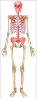 Red bone marrow locations in skeleton