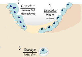 Bone cell types: osteoblast, osteoclast, osteocyte