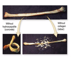 Bone with and without hydroxyapatite and collagen